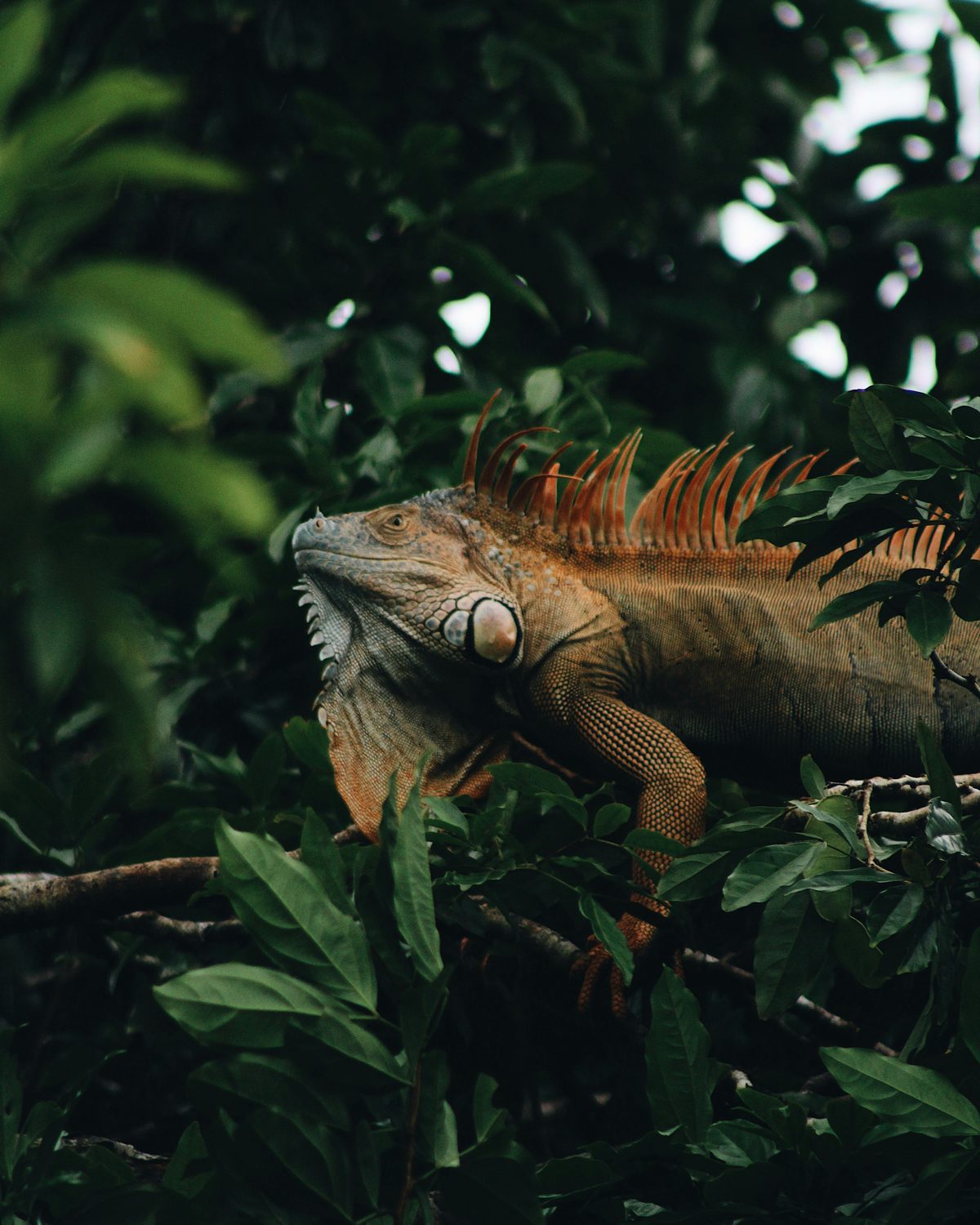 Iguane vert