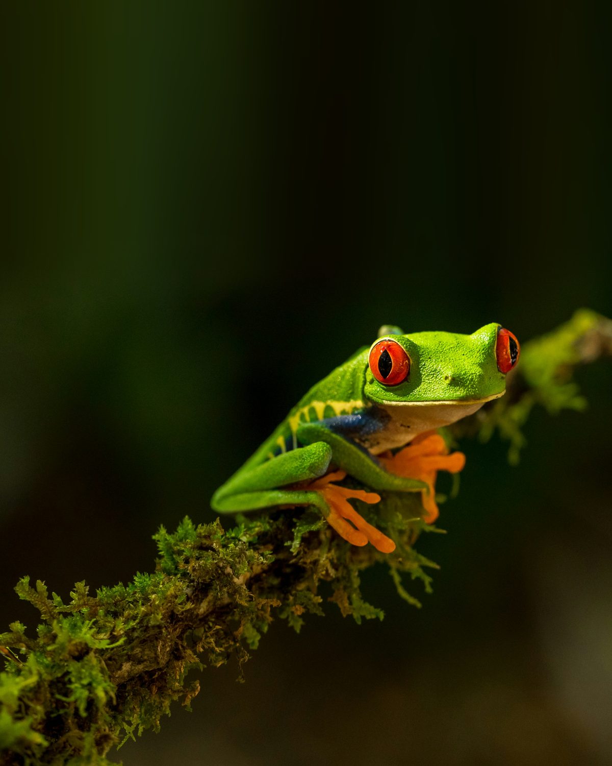 Rainette aux yeux rouges